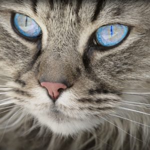 cat, animal, cat portrait