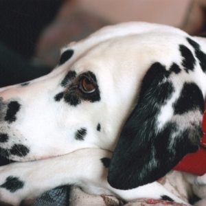 dalmatian, dog, portrait