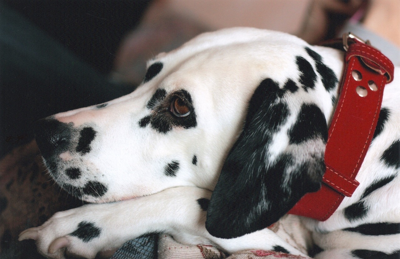 dalmatian, dog, portrait