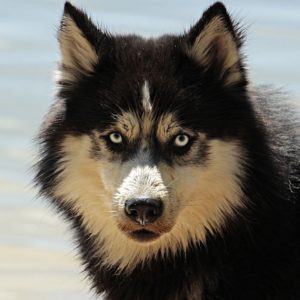 husky, dog, dog breed