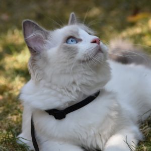 ragdoll, cat, pet